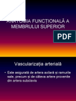 Anatomia Funcțională A Membrului Superior