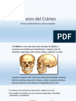 Huesos Del Cráneo, Puntos Craneometricos y Suturas Craneales