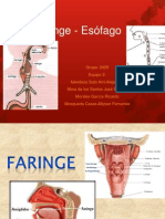 Faringe-Esofago