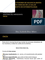 Anatomia Del Periodonto Encia