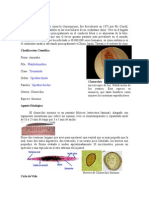 Trabajo CLONORCHIS SISNENSIS