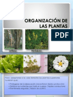 Organización de Las Plantas en