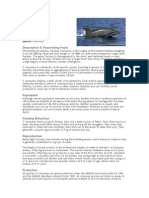 Bottlenose Dolphin: Kingdom: Phylum: Class: Order: Family