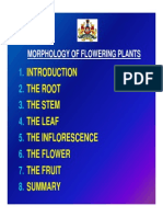 Morphology of Flowering Plants51 - PPT