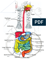 Digestive System Diagram: Salivary Glands