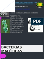 Bacterias Hongos Levaduras