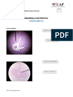 Desarrollo Practica Cordon Umbilical - Mogollon Medina Shoyovert