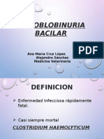 HEMOGLOBINURIA BACILAR... Inf