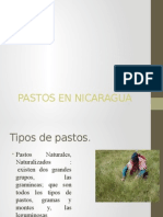 Pastos en Nicaragua