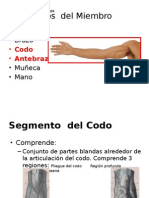 Fosa Cubital y Antebrazo