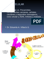 CICLO CELULAR. Mitosis y Meiosis 