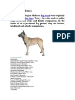 Belgian Malinois