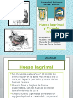 Hueso Lagrimal y Cornete Inferior