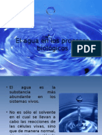 El Agua en Los Procesos Biológicos