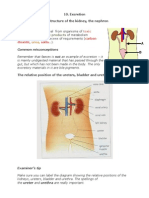 10 Excretion Biology Notes IGCSE 2014 PDF