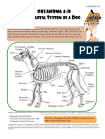 4H Dog Skeletal Anatomy