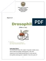 Drosophila: (White vs. Bar)