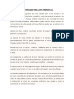 Uso Humano e Industrial de Las Oleaginosas - Rafa