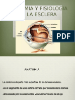 Fisiologia de La Esclrera