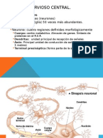 Neuronas y Glía Embriologia SNC