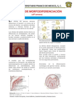 Periodo de Morfodiferenciación Cartel 