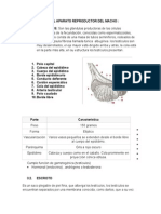 Anatomía Del Aparato Reproductor Del Macho