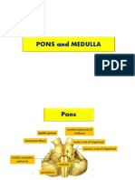 Pons Medulla