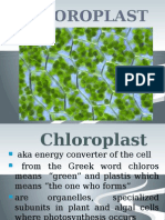 Chapter 5 Chloroplast