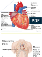 SCIT 1408 Applied Human Anatomy and Physiology II - Heart Chapter 18 A