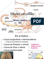 Células Nerviosas 2010