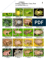 Guía de Anfibios de Wayqecha, Acjanaco y Pillahuata