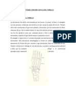 Anatomia y Biomecanica Del Tobillo