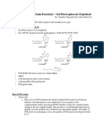 PCR, Gel Electrophoresis Explained