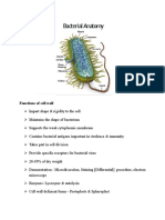 Notes Morphology