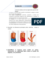 Corazón y Circulación