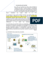 El Agua en Las Plantas PDF