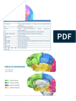 Area Brodmann
