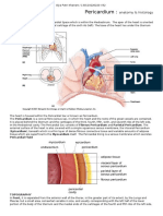 Pericardium:: Anatomy