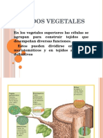 Tejidos Vegetales Terminado