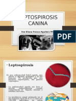 Leptospirosis Canina-Ilse Franco