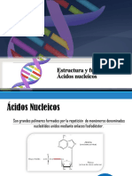 Tema4 - Estructura Función Ácidos Nucleicos