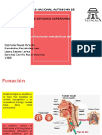 Fonación, Olfación y Metabolismo de Pulmón