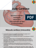 EF1 F6 Músculo Cardíaco RG