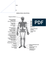 Kerangka Manusia