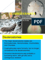 Echinodermata PDF