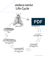 Manduca Sexta: Life Cycle