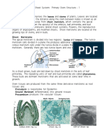 Primary Stem 213