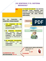 TEMA 1 Los Sentidos y El Sistema Nervioso