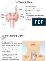 Physiology of The Thyroid Gland