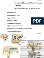 The Important Endocrine Glands and Their Hormones A. The Pituitary Hormones